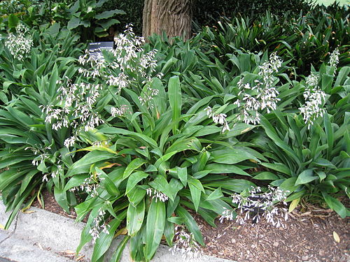 Arthropodium cirratum